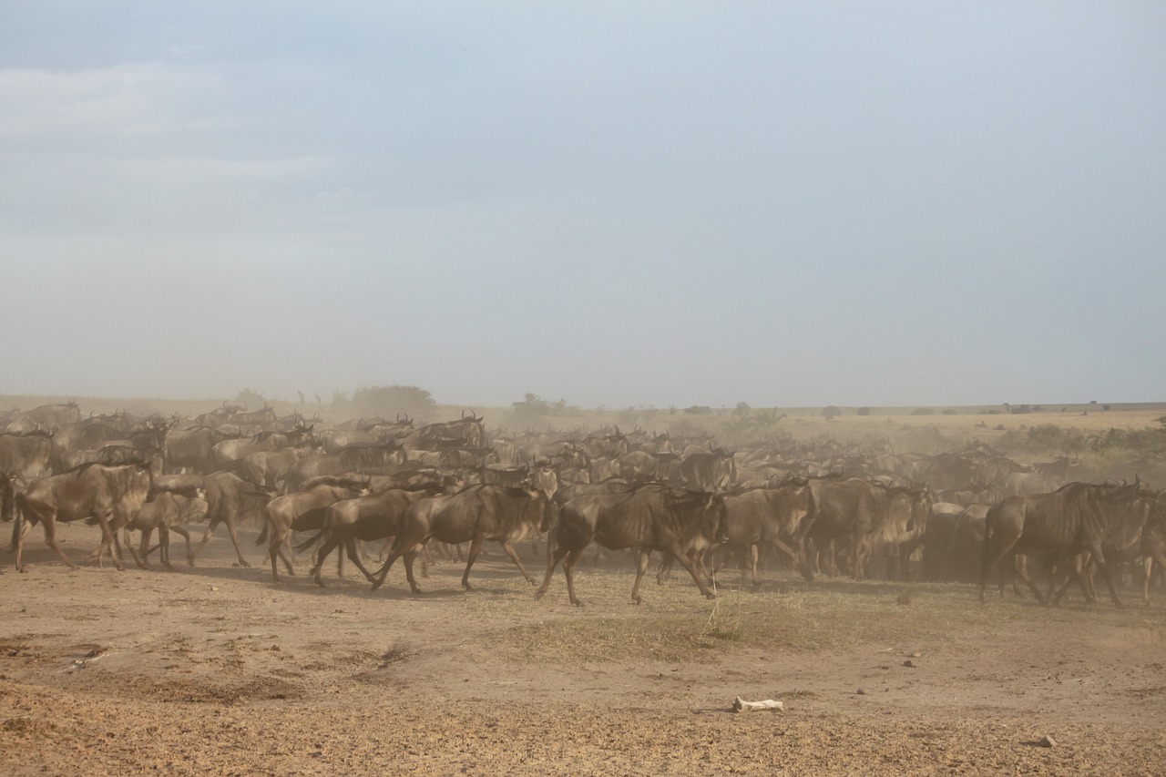wildebeest-migration-2322113_1280.jpg
