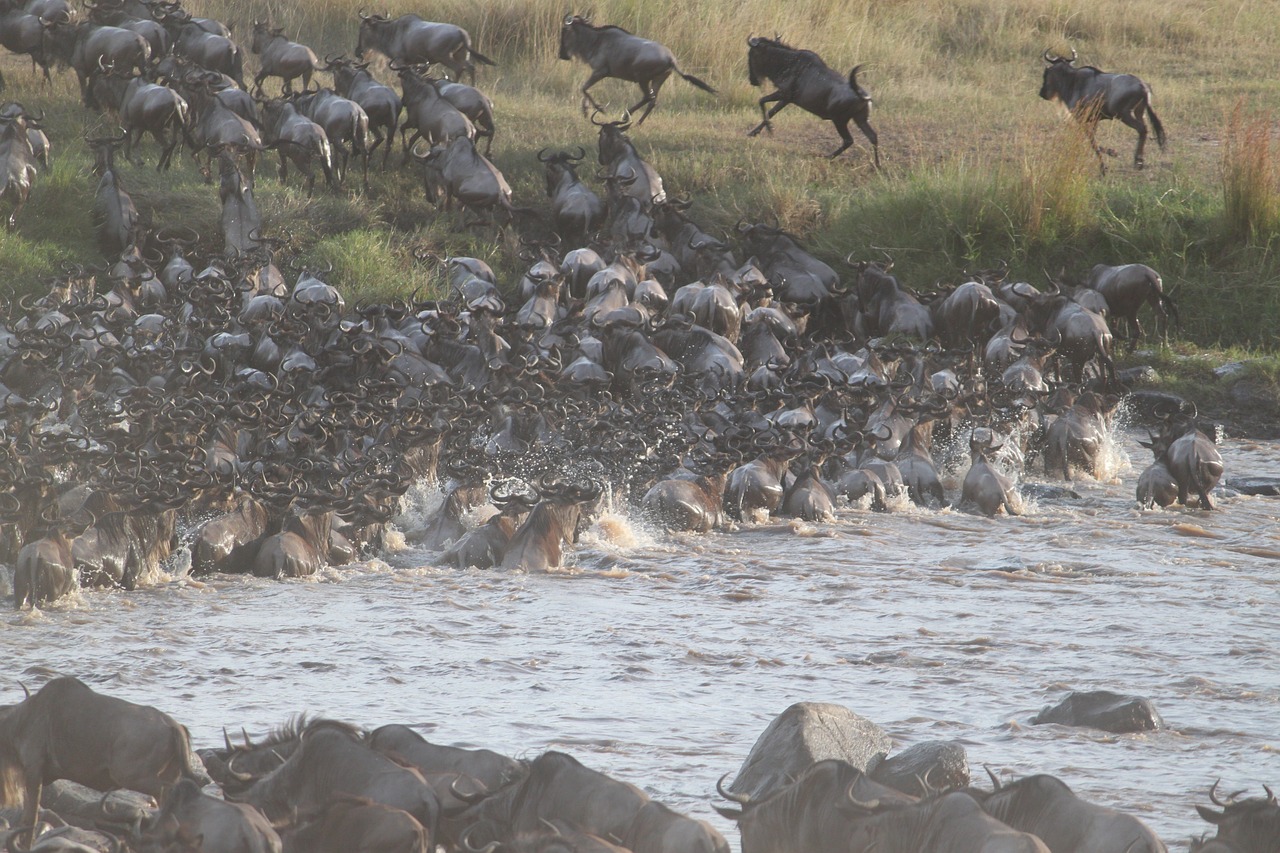 wildebeest-migration-2322110_1280.jpg